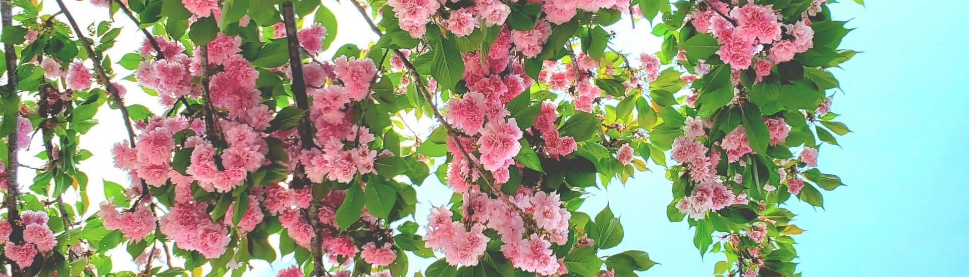 karolina-bobek-b7qPjEs9wxg-unsplash Seizoensarrangement